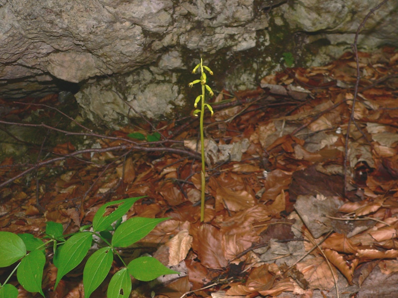 Corallorhiza trifida